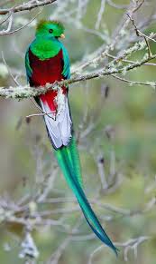 The Resplendent Quetzal in Costa Rica