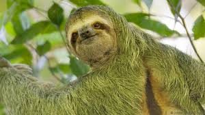 Sloth green gray