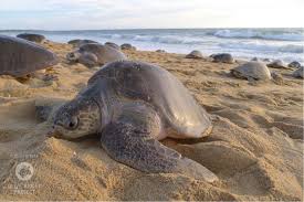 Female Olive Ridley turtle nesting on Ostional beach in Costa Rica