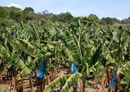 Banana plantation Costa Rica
