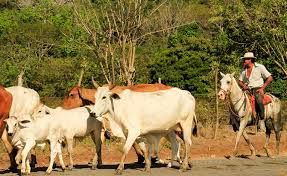 Cattle in Costa Rica