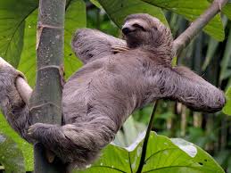 Sloth relaxing in a tree in Costa Rica