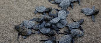 Olive Ridley turtle hatchlings in Costa Rica