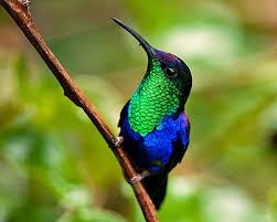Costa Rica Humming Bird