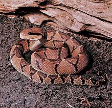 Terciopelo snake in Costa Rica