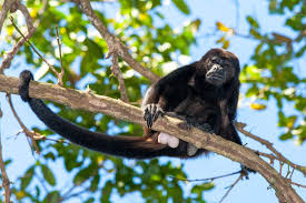 Howler Monkey in Playa Hermosa Costa Rica