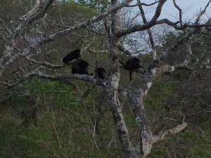 Howler Monkeys sitting in a tree in Costa Rica