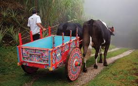 Traditional Oxcart on a mountain path in Costa Rica