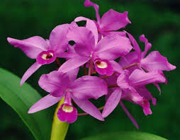 Purple Orchid, national symbol of Costa Rica