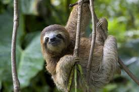 Costa Rica Sloth hanging in a tree