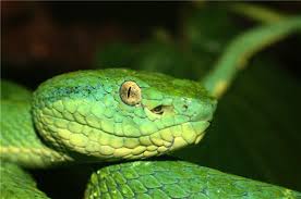 Costa Rica green Snake