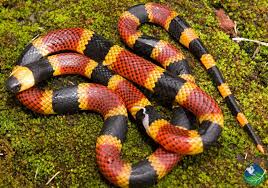 Coral Snake in Costa Rica