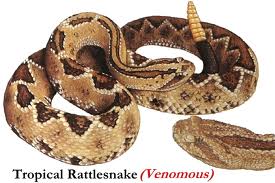 One of the venomous snakes in Costa Rica, a tropical rattlesnake