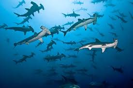 Hammerhead sharks swimming off Isla del Coco