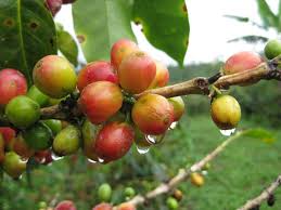 Coffee beans ripening and turning red
