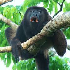Howler Monkey near Playa Hermosa Costa Rica