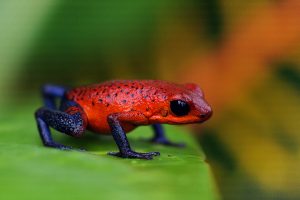 Poison Dart Frog Costa Rica