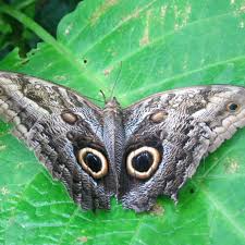 Costa Rica Owl butterfly