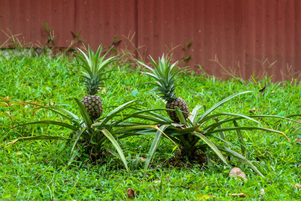 Pineapples - a major export of Costa Rica