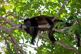 Howler monkey in a tree in Costa Rica