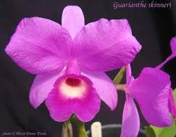 Costa Rica Orchid