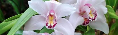 White orchid with purple center