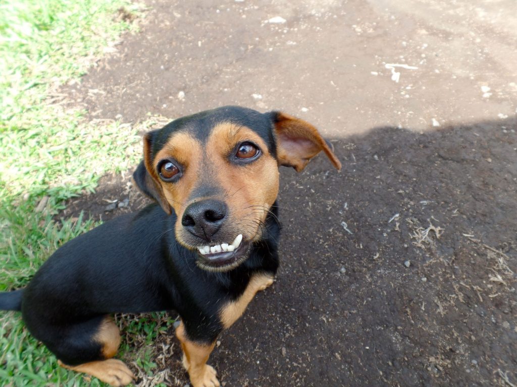 Street Dog (Zaguate) with a funny tooth