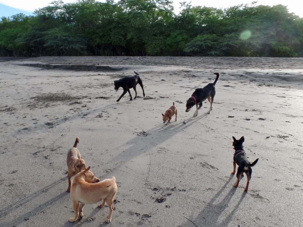 A group of Costa Rica Zaguates on the beach