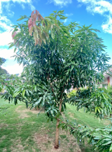 Tree in a Costa Rica garden