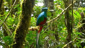 Resplendent Quetzal in Monteverde National Park Costa Rica