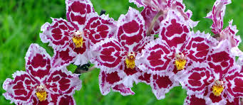 Costa Rica Orchid