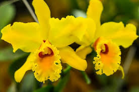 Yellow Costa Rica orchids